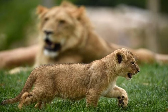 Zoo Of Beauval - Private Trip - How this private Beauval trip really works from Paris