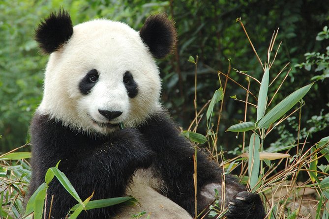 Zoo Of Beauval - Private Trip - What’s included vs what you pay on your own