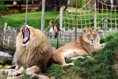 Zoo Of Beauval - Private Trip - The 11-hour day at ZooParc de Beauval: use your time wisely