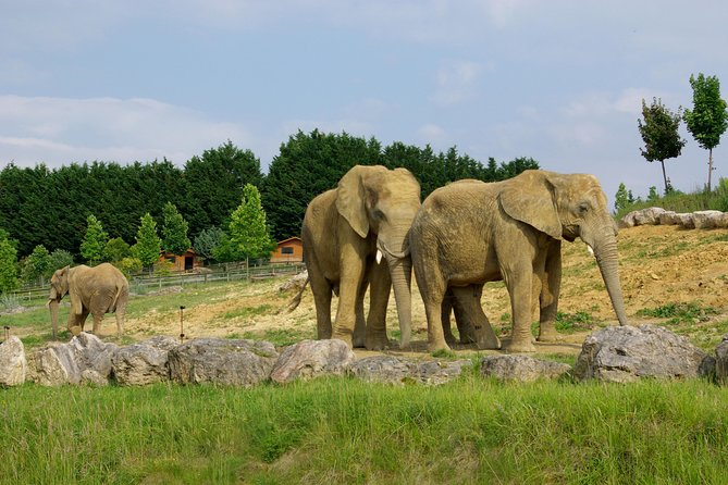 Zoo Of Beauval - Private Trip - A practical breakdown of your day (so it doesn’t surprise you)