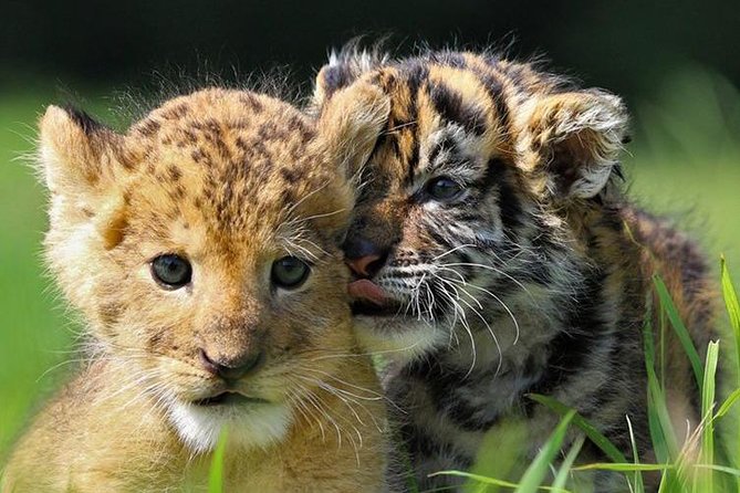 Zoo Of Beauval - Private Trip - Who this private trip suits best (and who should consider another option)