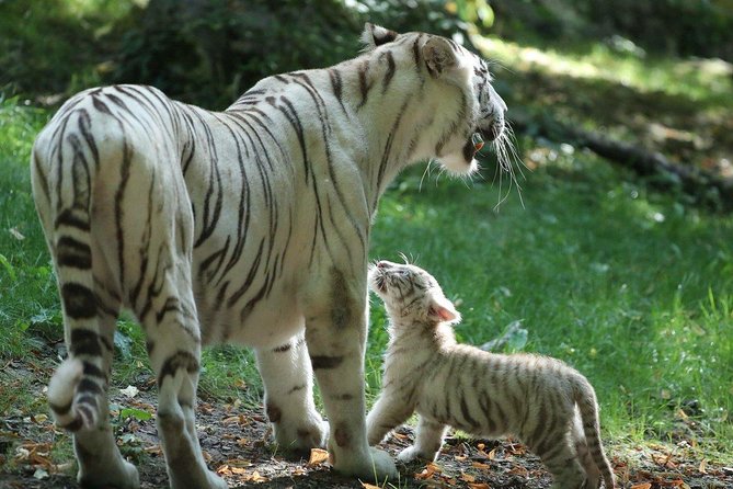Zoo Of Beauval - Private Trip - Should you book the private Zoo of Beauval trip from Paris?